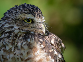 Burrowing owl (Athene cunicularia)
