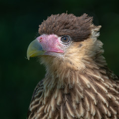 Southern Crested Caracara (Caracara plancus)