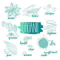Seeds and beans vector set. Food sketches. Botanical collection. Hand drawn sketches of organic plants. Botanical sketches on white background. Elements for menu design.