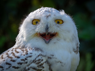 Snowy owl (Bubo scandiacus)