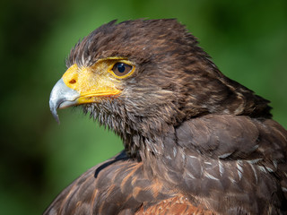 Harris's Hawk (Parabuteo Unicinctus)