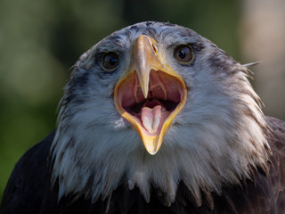 Bald eagle (Haliaeetus Leucocephalus)