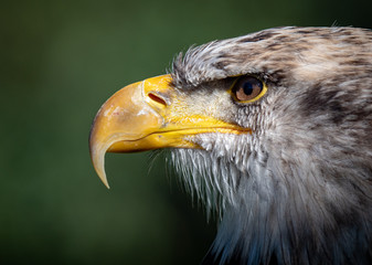 Bald eagle (Haliaeetus Leucocephalus)