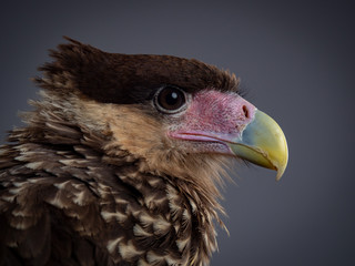 Southern Crested Caracara (Caracara plancus)
