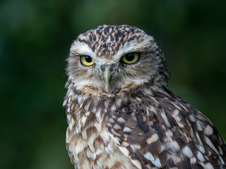 Burrowing owl (Athene cunicularia)