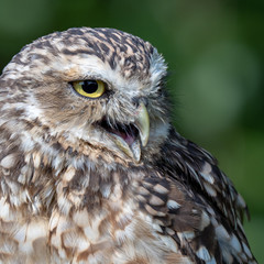 Burrowing owl (Athene cunicularia)
