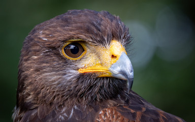 Harris's Hawk (Parabuteo Unicinctus)