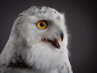 Snowy owl (Bubo scandiacus)
