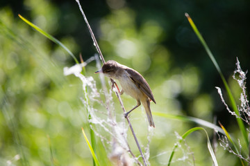 Bird great reed warbler Acrocephalus sits on branch among spring greens of Europe