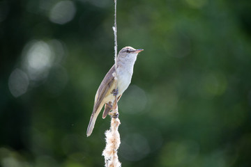 Bird great reed warbler Acrocephalus sits on bulrush, reed or cattail at sunny spring day in Europe
