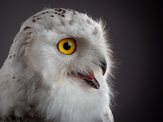 Snowy owl (Bubo scandiacus)