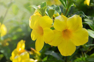 Allamanda cathartica yellow flowers blooming beautifully on a tree in the garden.