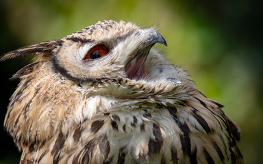  Indian eagle-owl (Bubo bengalensis)