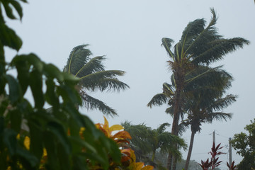 Fototapeta na wymiar Palm trees hurricane.