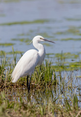 Little Egret