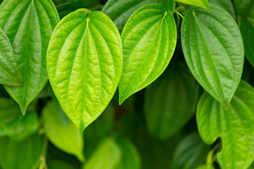 betel group on tree fresh