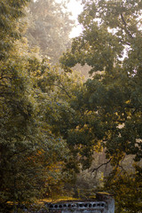 bright sunbeams bring morning light to the trees and old ruins in the garden
