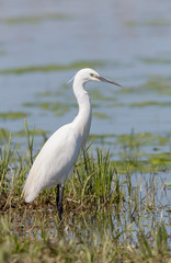 Little Egret