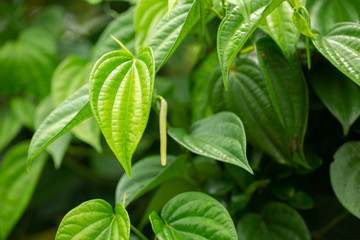 betel group on tree fresh