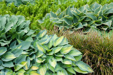 different sorts of hosta in a flowerbed mixed with fern and reed - 227637894