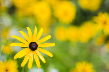 Yellow flower background