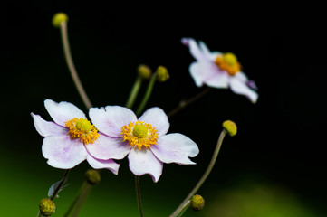 closeup of a japanese anemone on a black background