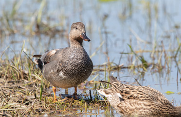 Gadwall Duck