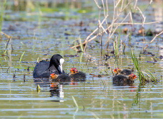 Coot and Young