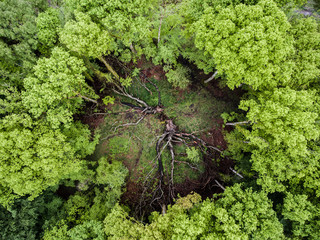 Tree circle