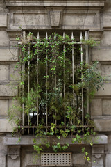 Fototapeta na wymiar Latticed window overgrown with plant