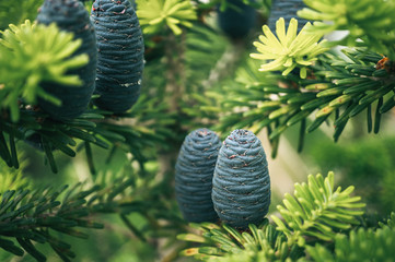 Beautiful young pine cones on the background of branches. Christmas background. Toned. © oksanamedvedeva