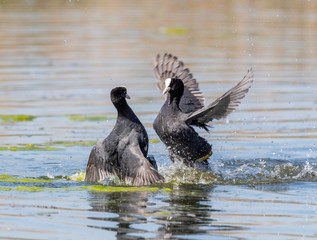 Coots Fighting