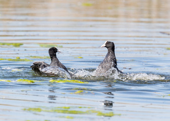 Coots Fighting