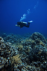 Coral reefs of Red Sea, Sharm el Sheikh, Egypt 