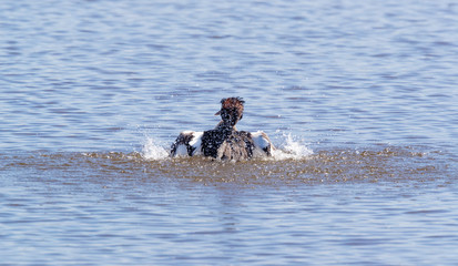 Pochard Bathing