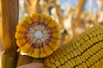 broken corn stalk with a thin stem and large grain