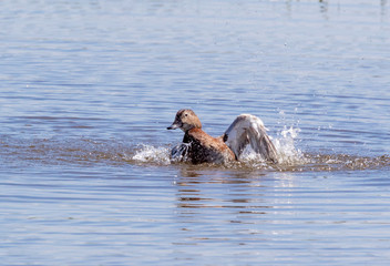 Pochard Bathing