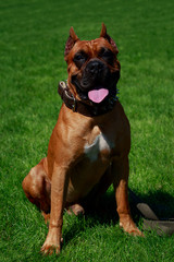 Dog breed German Boxer