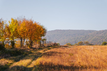Autumn Road - Devin, Slovakia