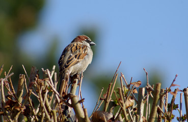 Moineau milieu naturel