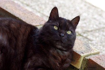 Chat noir aux yeux jaunes