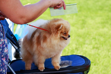 The dog breed pomeranian spitz