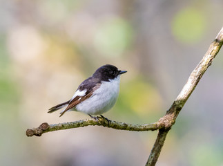 Pied Flycatcher