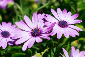 Purple flowers during day green bush
