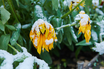 Precipitation in the form of sleet. The first snow covered bright autumn flowers. They froze and wilted from the cold