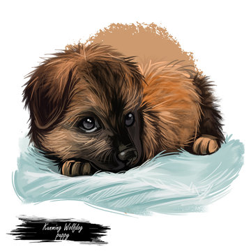 Kunming wolfdog Chinese dog digital art illustration. Canine of hybrid type, canis lupus familiaris originated from China. Domesticated animal sleeping calmly on pillow, trailed military puppy.