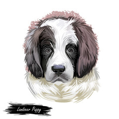 Landseer puppy muzzle watercolor portrait closeup digital art. Newfoundland dog from Canada, pedigree breed of large sizes, giant domesticated animal mammal with furry muzzle, canis lupus pet.