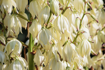 Yucca white flowers