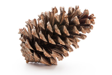 Christmas pine cone on white background.