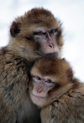 Mother protects her cub, Barbary macaques 